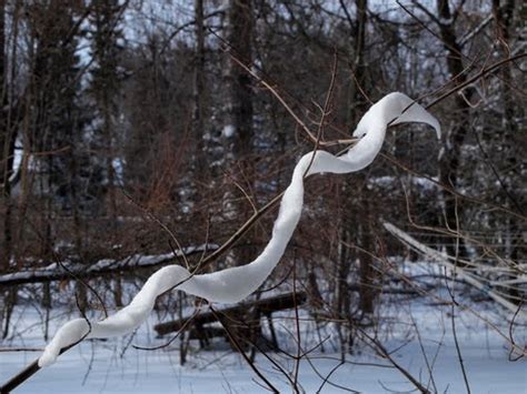 Snow snake - In order to participate in the Snowsnake game the spear-like tree must be developed. The Snowsnake is made from a straight spruce tree (or stick) about 2 cm in diameter (3/4 inches) and 1.3 meters long (4’6”). The surface of the snowsnake should be as smooth as possible and pointed at one end. After which the Snowsnake should be varnished ...